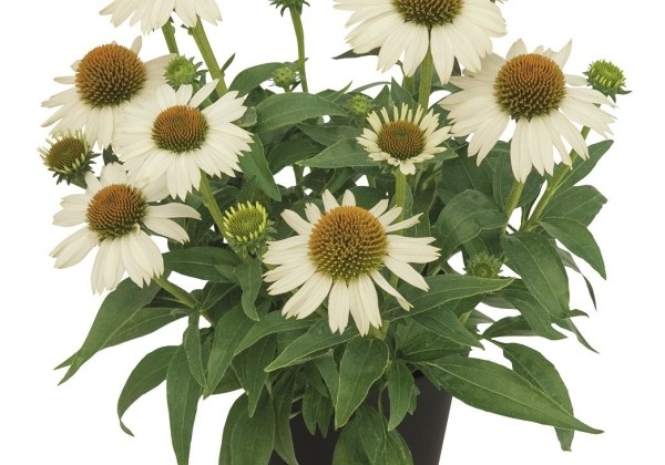 Echinacea purpurea Meditation White