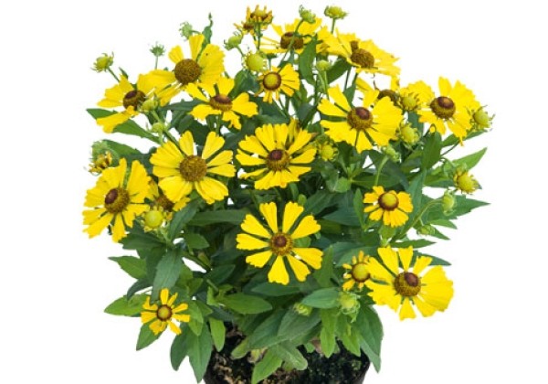 Helenium HELIAS Yellow