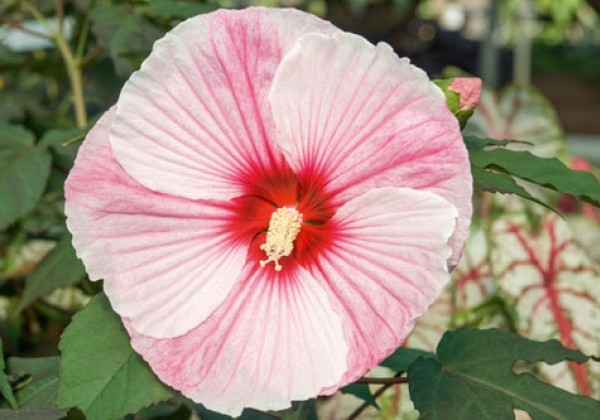 Hibiscus moscheutos Summerific Starry Starry Night
