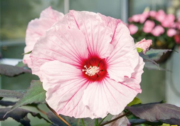 Hibiscus moscheutos Summerific Dark Mystery