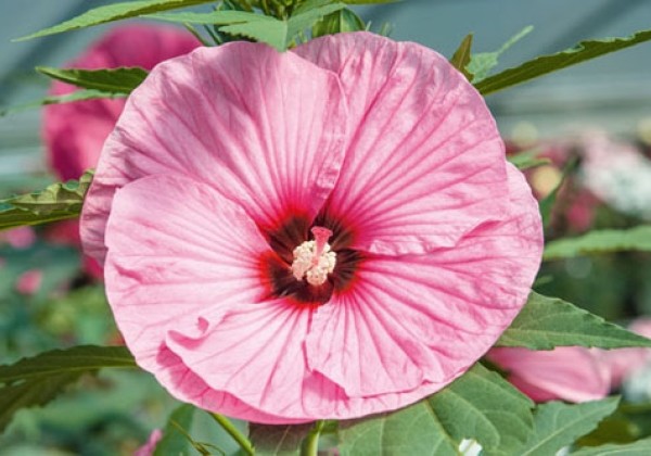 Hibiscus moscheutos Summerific Candy Crush
