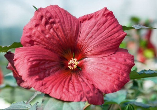 Hibiscus moscheutos Summerific Holy Grail