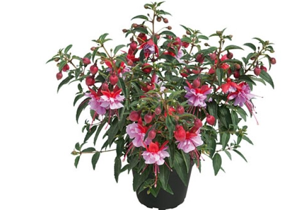 Fuchsia hybrida Shadow Dancer Mila (stāva)