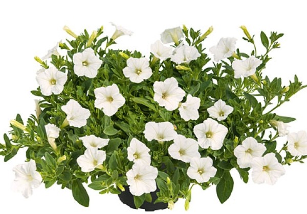 Petunia atkinsiana Mini Vista White