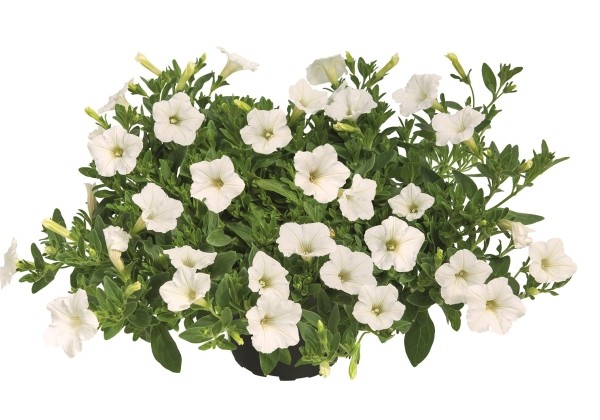 Petunia atkinsiana Mini Vista White