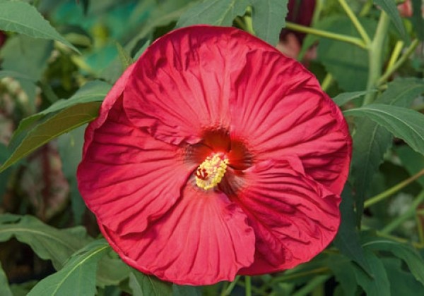 Hibiscus moscheutos Summerific Summer in Paradise