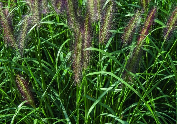 Pennisetum alopecuroides Red Head