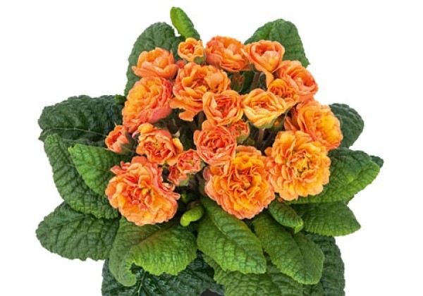 Primula Prima Belarina Sweet Apricot