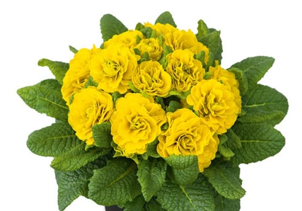Primula Prima Belarina Day-Glo Yellow