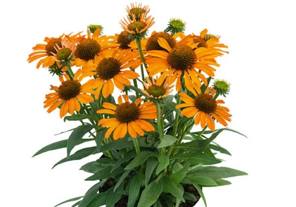 Echinacea purpurea Prima Saffron