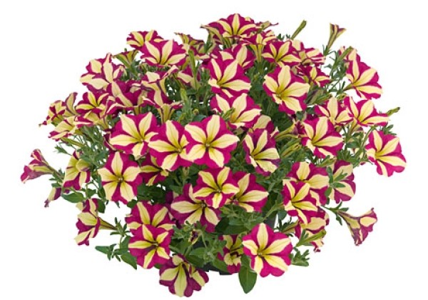 Petunia atkinsiana Purple Wheel