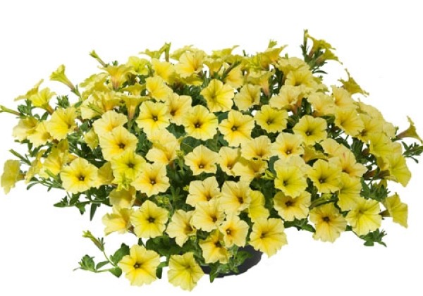 Petunia atkinsiana Mini Vista Yellow