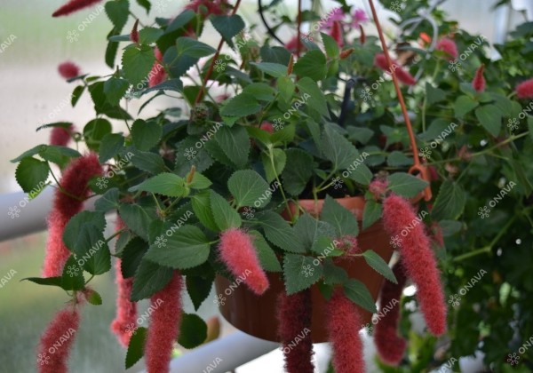 Acalypha hybride Foxie