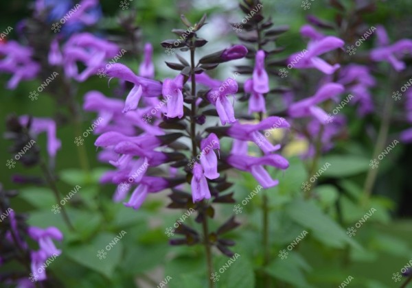 Salvia hybrida Rockin Lavender