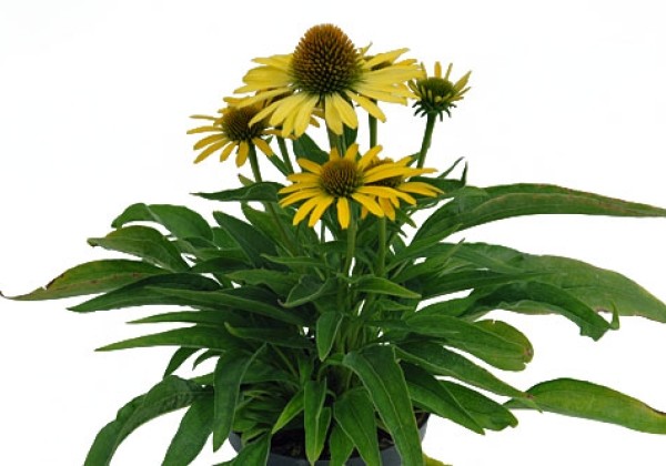 Echinacea purpurea CONETTO Lemon