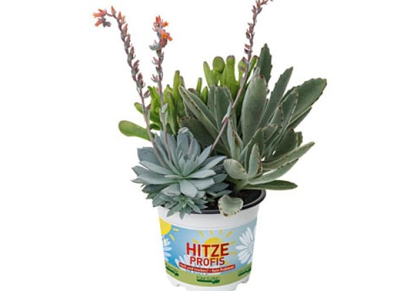 Puķu maisījums HP Trio Sahara