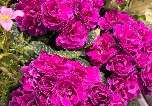 Primula Belarina Purple Diamond