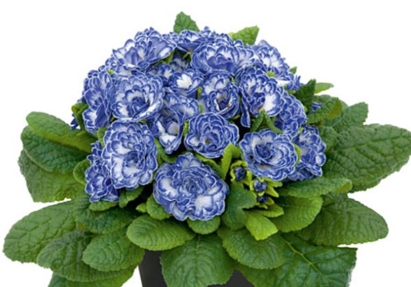 Primula Belarina Blue Ripples