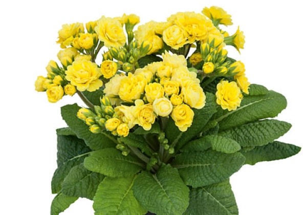 Primula Pollyanna Fresh Lemon