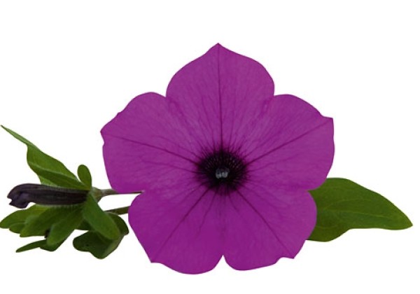 Petunia atkinsiana Vista Jazzberry