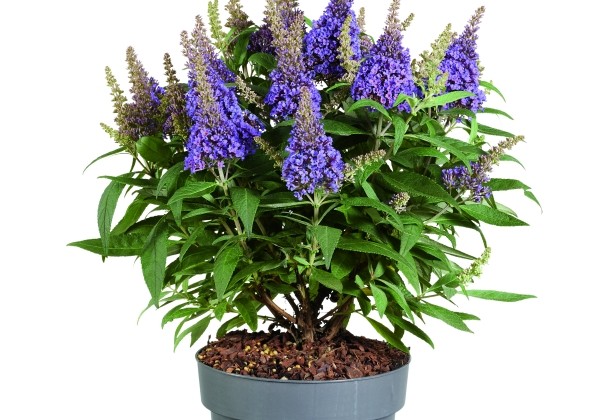 Buddleja hybrida Butterfly Candy Little Lila