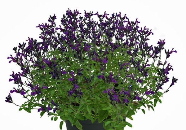 Salvia hybrida Visional Purple