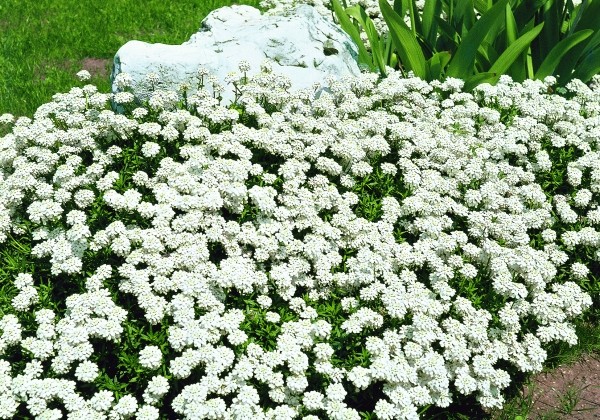 Iberis hybrida Fishbeck