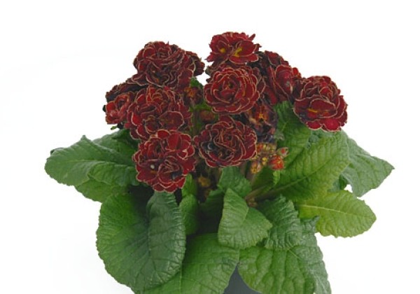 Primula Pollyanna Touch of Gold