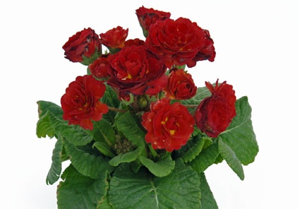 Primula Pollyanna Flame