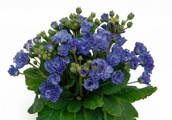 Primula Pollyanna Crystal Fountain