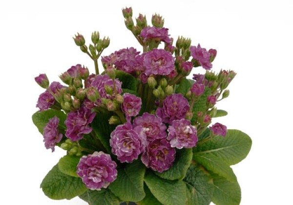 Primula Pollyanna Pink Fountain