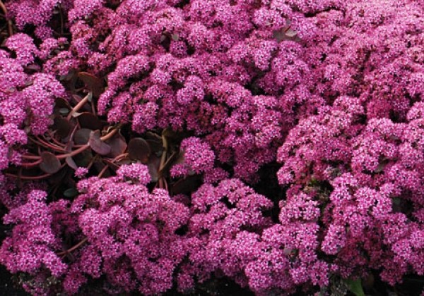 Sedum SunSparkler Cherry Tart