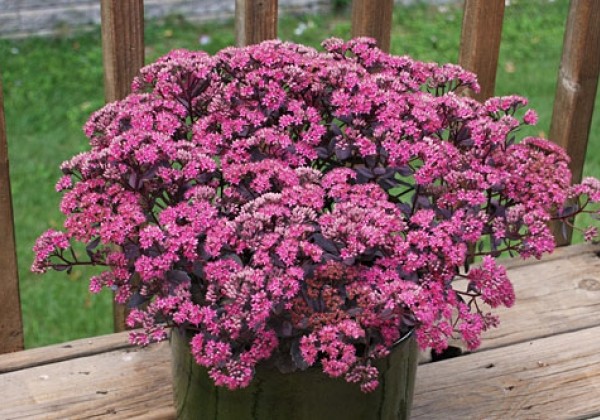 Sedum SunSparkler Dazzleberry