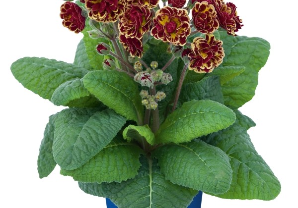 Primula Pollyanna Persian Weave