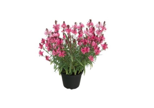Gaura (Oenothera) EVERLAST Dark Pink