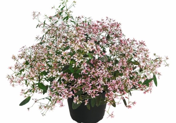 Chamaesyce hypericifolia Shades in Pink