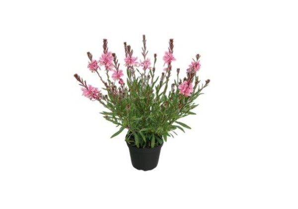 Gaura (Oenothera) EVERLAST Light Pink