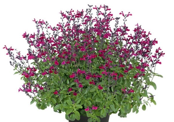 Salvia hybrida Visional Fuchsia