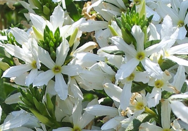 Scaevola  Stardiva White Star