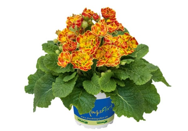 Primula Prima Belerina Carnival