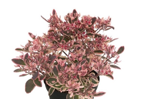 Sedum SunSparkler Dreamdazzler