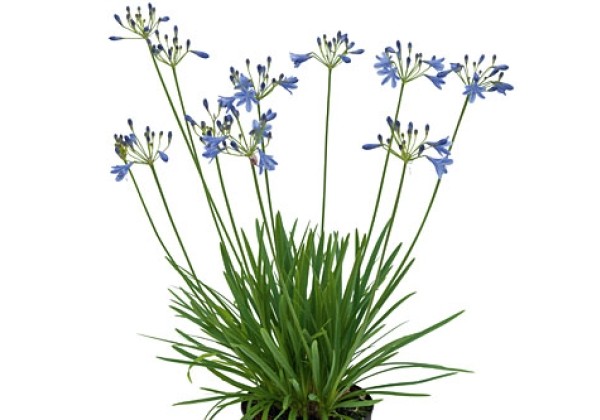 Agapanthus Lapis Lazuli