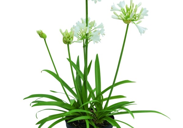 Agapanthus Everwhite