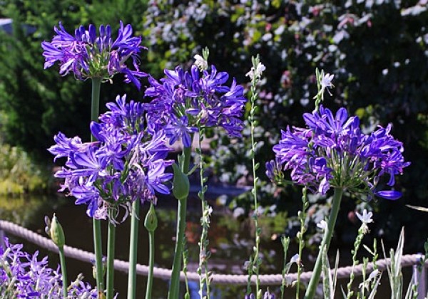 Agapanthus Charlotte