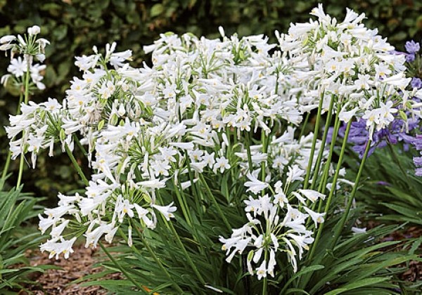 Agapanthus Pitchoune White (Everwhite 5159)