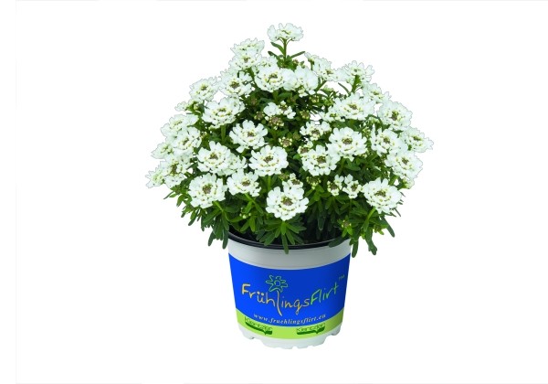 Iberis hybrida Ice Crystal