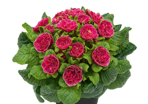Primula Prima Belerina Cranberry Picotee