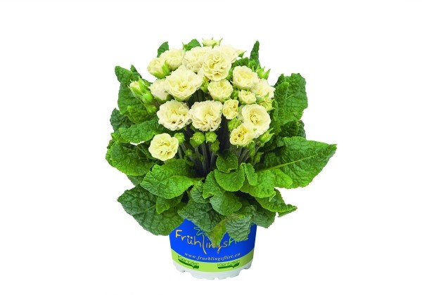 Primula Belarina Chablis