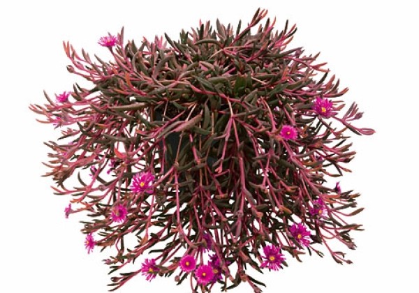 Delosperma Desert Dancers Purple
