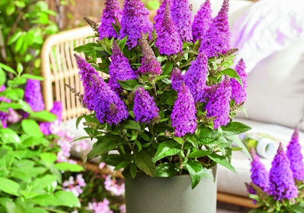 Buddleja hybrida Butterfly Candy Little Cerise